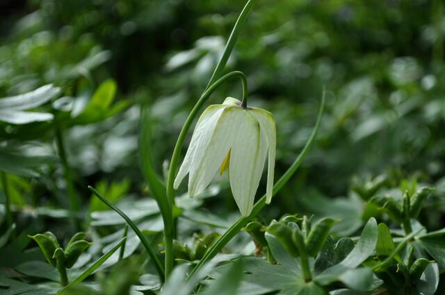 Schachbrettblume in Weiß | Foto: Daniela Somers