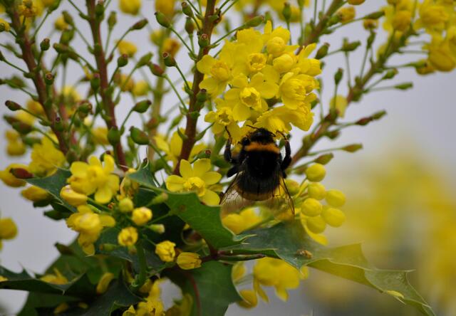 Hummel an der Mahonieblüte | Foto: Daniela Somers