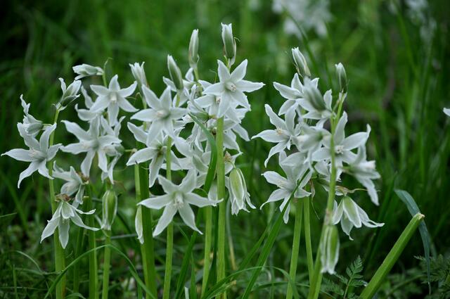  Kegelblume (Puschkinia scilloides). Ganze Blütenteppiche haben sich am Neckar ausgebreitet. | Foto: Daniela Somers