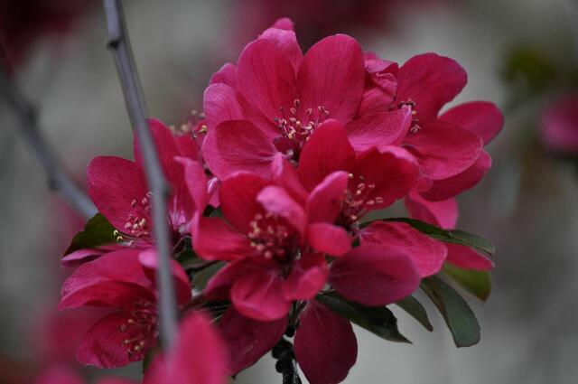 Zierkirschblüte mal in einer sehr kräftigen Farbe | Foto: Daniela Somers
