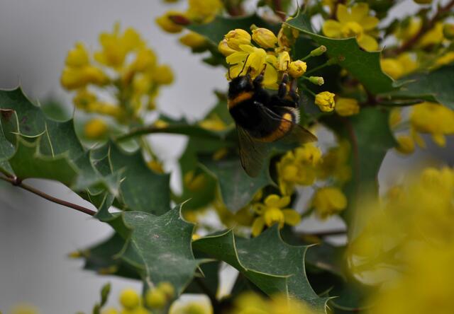 Hummel an der Mahonieblüte | Foto: Daniela Somers
