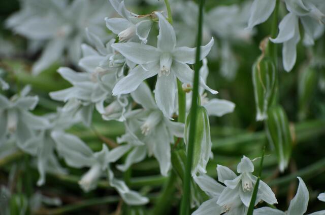 In Reinweiß, statt im zarten Himmelblau. Ich denke trotzdem dass es die  Kegelblume (Puschkinia scilloides) ist. | Foto: Daniela Somers