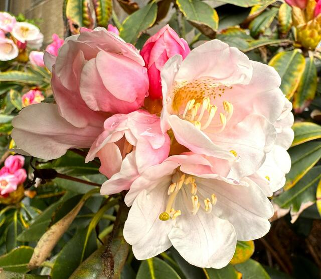 Foto: Heide Böllinger aus Bad Friedrichshall