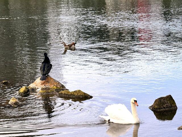 Foto: Heide Böllinger aus Bad Friedrichshall