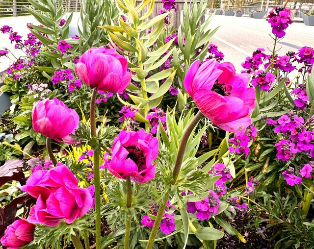 Foto: Heide Böllinger aus Bad Friedrichshall