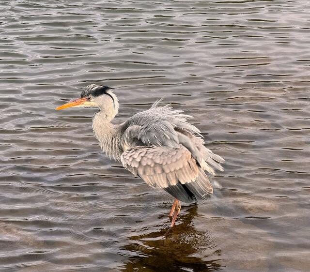 Foto: Heide Böllinger aus Bad Friedrichshall