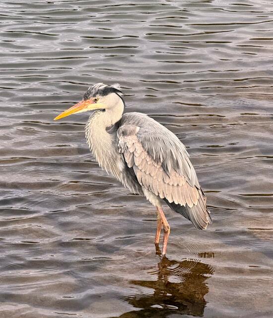 Foto: Heide Böllinger aus Bad Friedrichshall