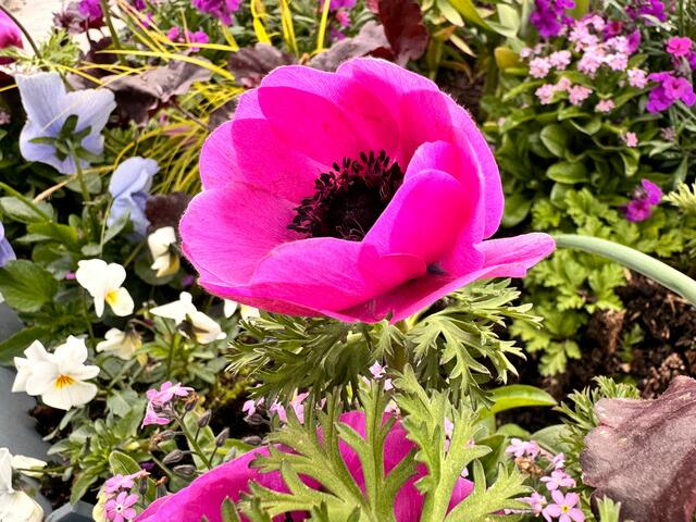 Foto: Heide Böllinger aus Bad Friedrichshall