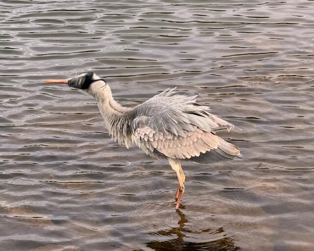 Foto: Heide Böllinger aus Bad Friedrichshall