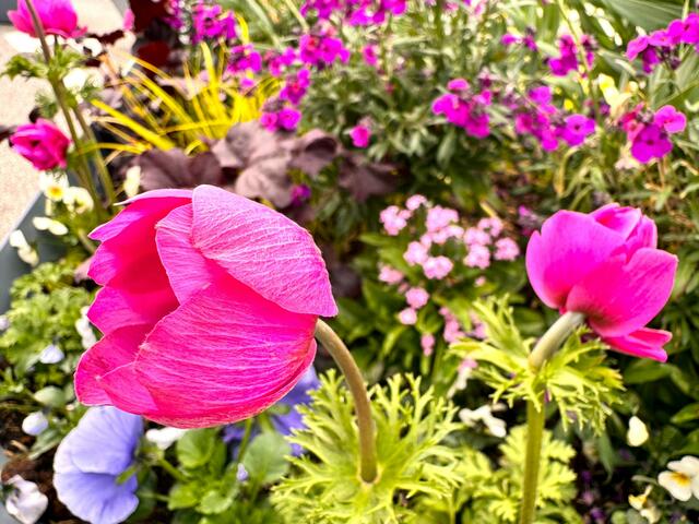 Foto: Heide Böllinger aus Bad Friedrichshall