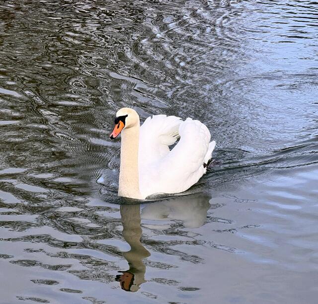 Foto: Heide Böllinger aus Bad Friedrichshall