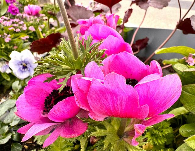 Foto: Heide Böllinger aus Bad Friedrichshall