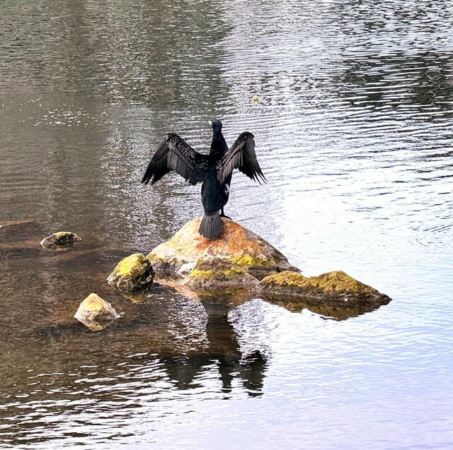 Foto: Heide Böllinger aus Bad Friedrichshall