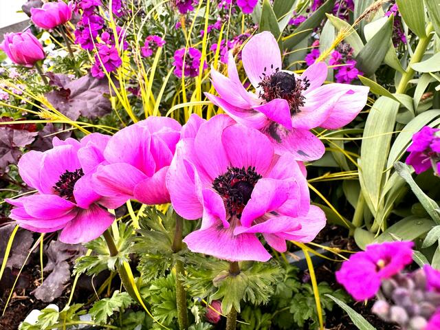 Foto: Heide Böllinger aus Bad Friedrichshall