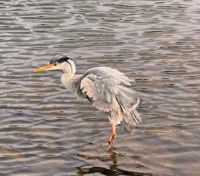 Foto: Heide Böllinger aus Bad Friedrichshall