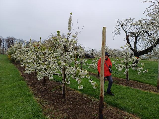 Auch die kleinsten Bäume in voller Blüte | Foto: E. Rosendorf
