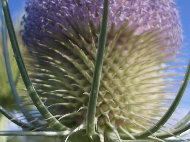 Distel | Foto: Bildrechte Johannes Ritschel