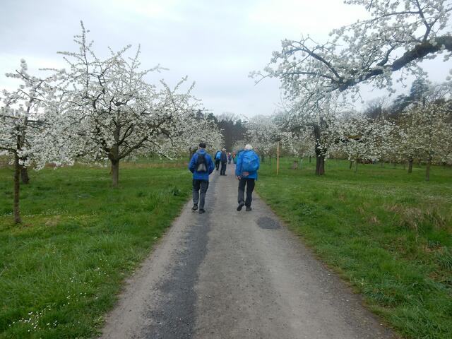 von Kirschbäumen mit Blüten gesäumt, unser Wanderweg | Foto: E. Rosendorf