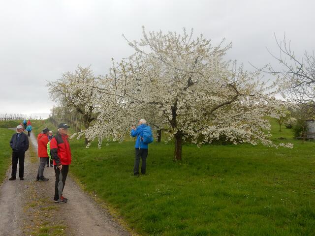 Bereits vor der Kirschenanlage eine Blütenpracht | Foto: E. Rosendorf