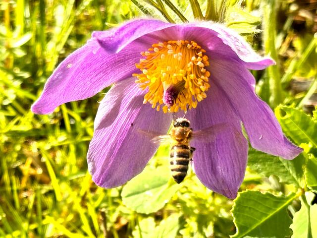 Foto: Heide Böllinger aus Bad Friedrichshall