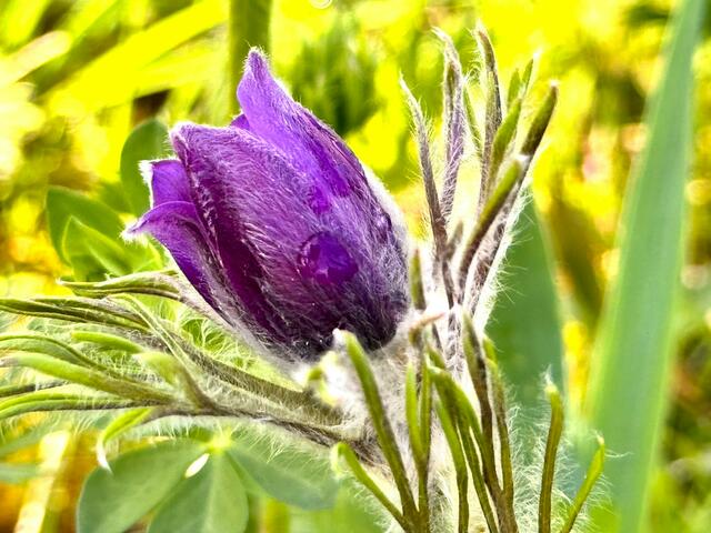 Foto: Heide Böllinger aus Bad Friedrichshall