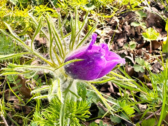 Foto: Heide Böllinger aus Bad Friedrichshall