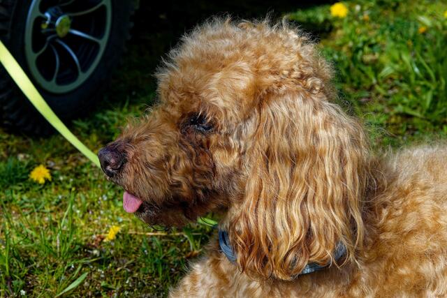 so ein süßes Züngchen | Foto: WKY