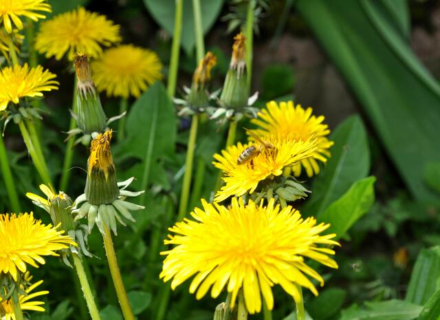 Löwenzahn, eine verkannte Schönheit | Foto: Daniela Somers