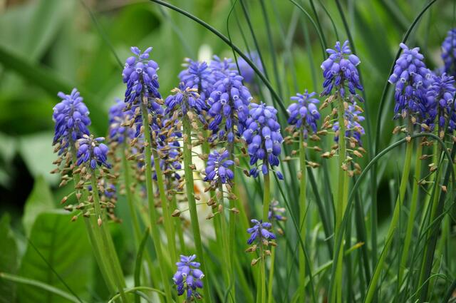 Traubenhyazinthen | Foto: Daniela Somers