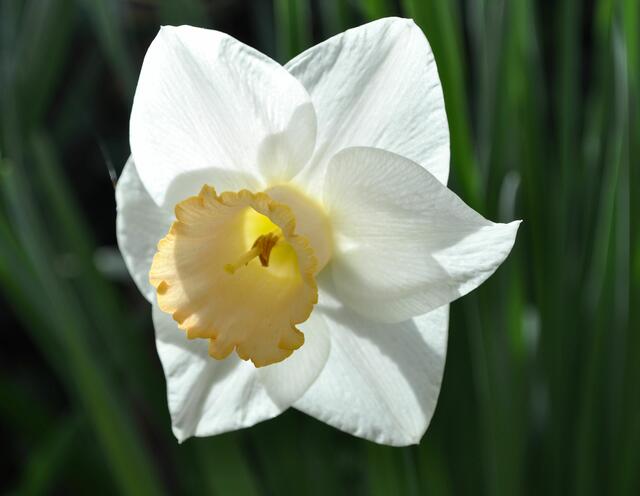 Narzisse | Foto: Daniela Somers