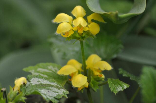Blüte der Goldnessel | Foto: Daniela Somers