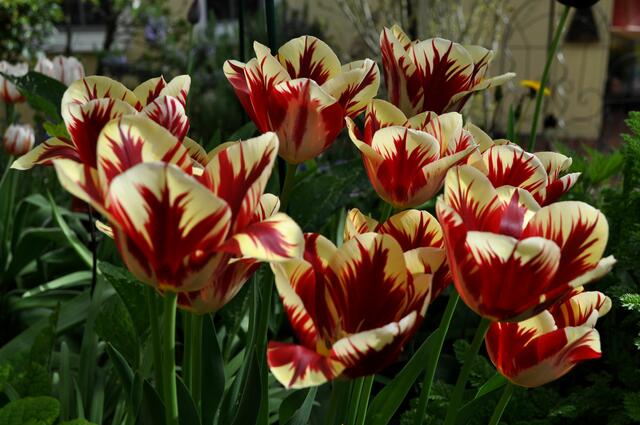 Tulpenpracht | Foto: Daniela Somers