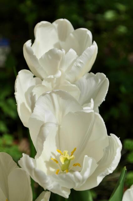 Tulpen in Weiß | Foto: Daniela Somers