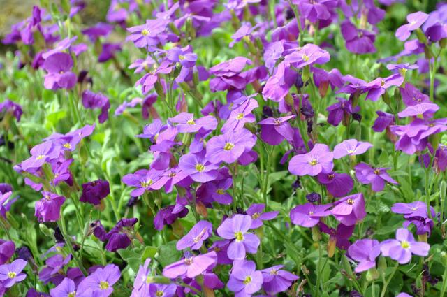 Blaukissen | Foto: Daniela Somers