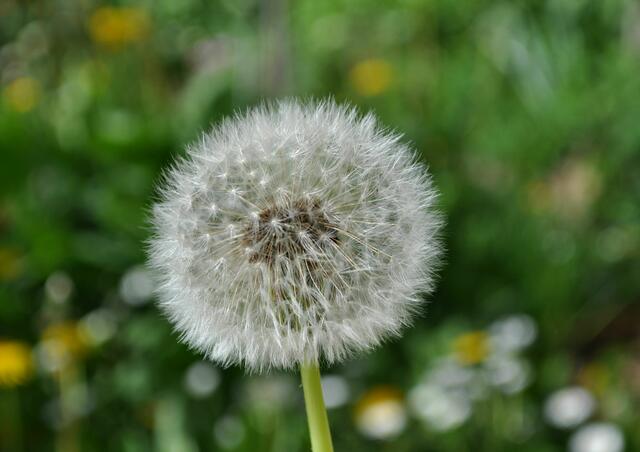 Pusteblume | Foto: Daniela Somers