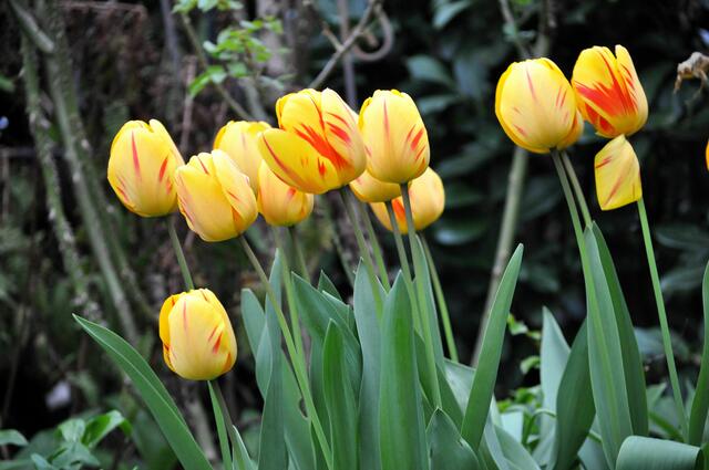 Tulpenpracht | Foto: Daniela Somers