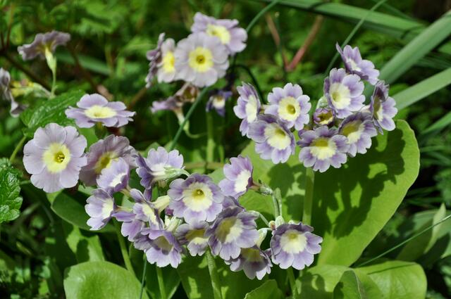 Aurikel | Foto: Daniela Somers