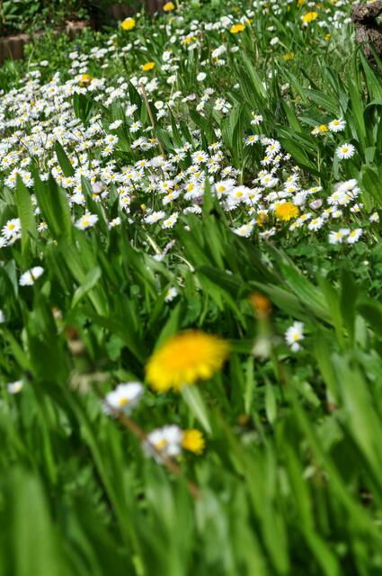 Wiese mit Gänseblümchen, Löwenzahn, Spitzwegerich und noch vielem mehr.  | Foto: Daniela Somers