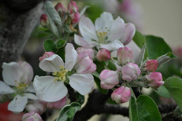 Apfelbaumblüte | Foto: Daniela Somers