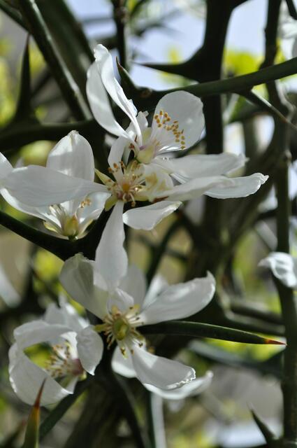 Blüte der Bitterorange, auch Dreiblättrige Orange genannt. Poncirus trifoliata. Winterharte Orange, aber durch ihre vielen Kerne und Wachsstoffe, kaum essbar. Dafür hat sich Dornen wie Waffen. | Foto: Daniela Somers
