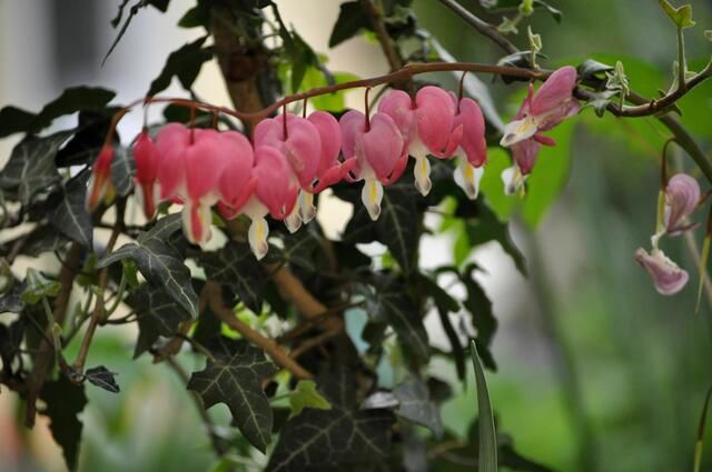 Tränendes Herz | Foto: Daniela Somers