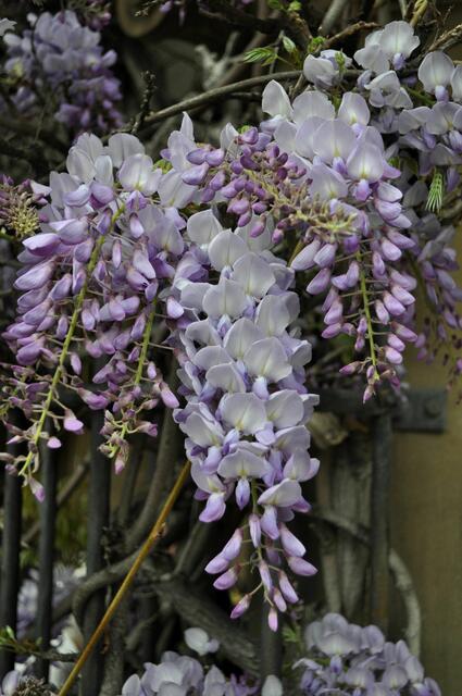 Herrlicher Blauregen am Rathaus | Foto: Daniela Somers
