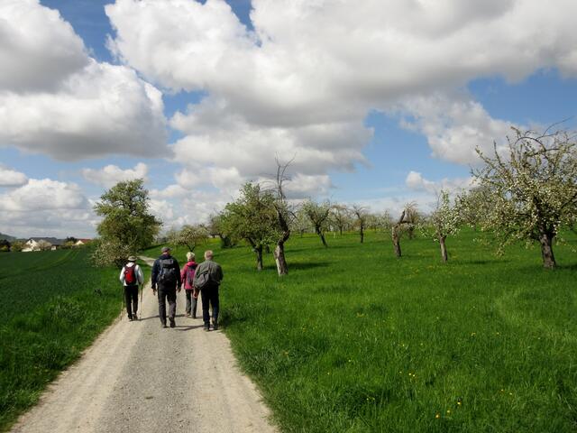 Blüten, Blüten, Blüten | Foto: WandernGabyErich
