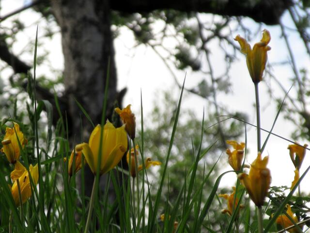 Wildtulpen bereits am Verblühen | Foto: WandernGabyErich