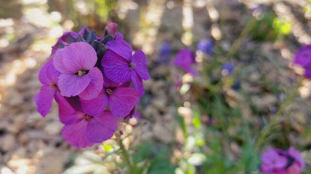 😍🌞🌷🌸 | Foto: Ralf Röser