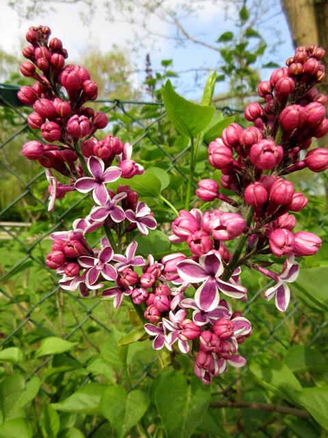 Immer wieder der Duft des Flieders | Foto: WandernGabyErich