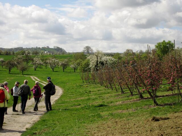 Rote Blüten an den Apfelbäumen und im Hintergrund das Charlottenschlössle auf dem Heuberg | Foto: WandernGabyErich