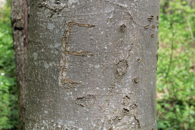 E | Foto: Ralf Röser