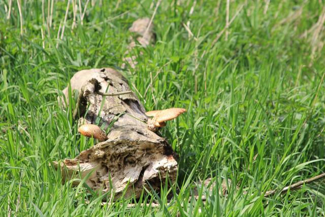 toll | Foto: Ralf Röser