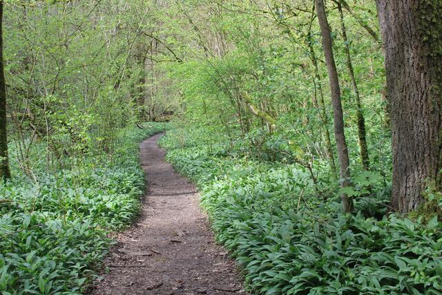 und weiter, überall Bärlauch | Foto: Ralf Röser